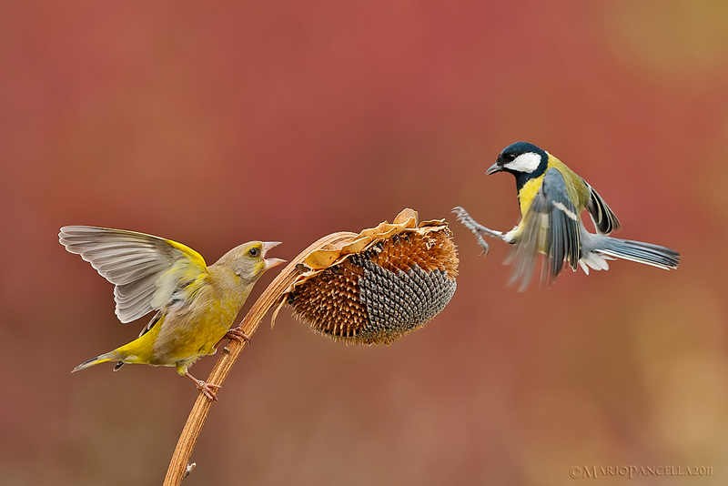 VERDONI - Carduelis chloris